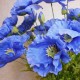 Artificial Himalayan Poppies Blue 70cm - P127 J2