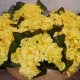 Artificial Primrose Plants Yellow 24cm - P032 