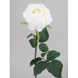 Prize Rose Cream  62cm - R161 U4