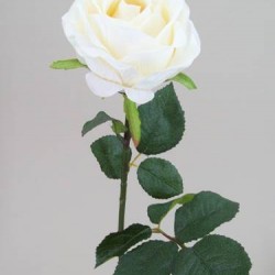 Prize Rose Cream  62cm - R161 U4