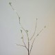Pussy Willow Spray 110cm - PUS001 P2