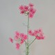 Faux Queen Anne's Lace Hot Pink 80cm - Q007