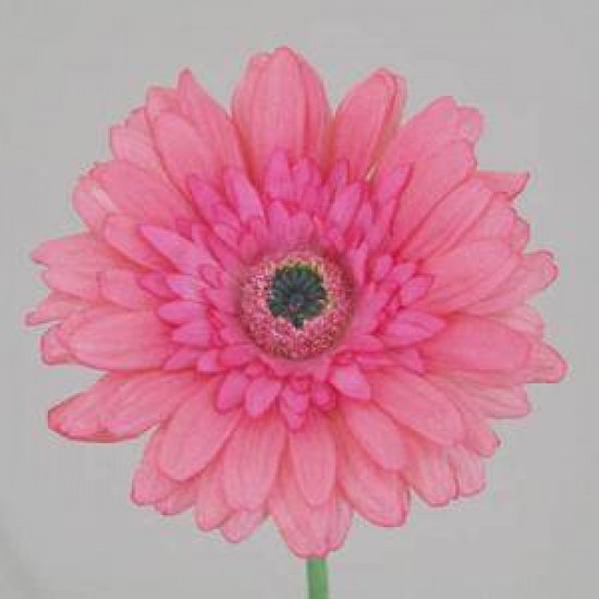 Real Touch Silk Gerbera Pink 63cm - G053 E3