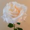 Anastasia Artificial Rose Peach 64cm - R934 R3