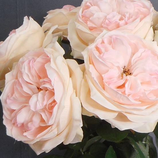 Artificial Cabbage Rose Pale Pink 60cm - R761 N3