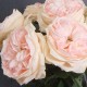 Artificial Cabbage Rose Pale Pink 60cm - R761 N3