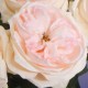 Artificial Cabbage Rose Pale Pink 60cm - R761 N3