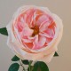 Artificial Cabbage Rose Pale Pink 60cm - R761 N3