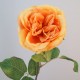 Artificial Cabbage Roses Amber Orange 55cm - R711 O2