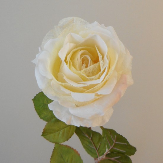 Roses Miss Havisham Cream 64cm - R523 DD3