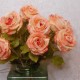 Roses Miss Havisham Dark Peach 64cm - R520 L4