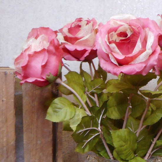 Roses Miss Havisham Dark Pink 64cm - R524 L4