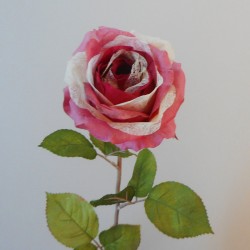 Roses Miss Havisham Dark Pink 64cm - R524 L4