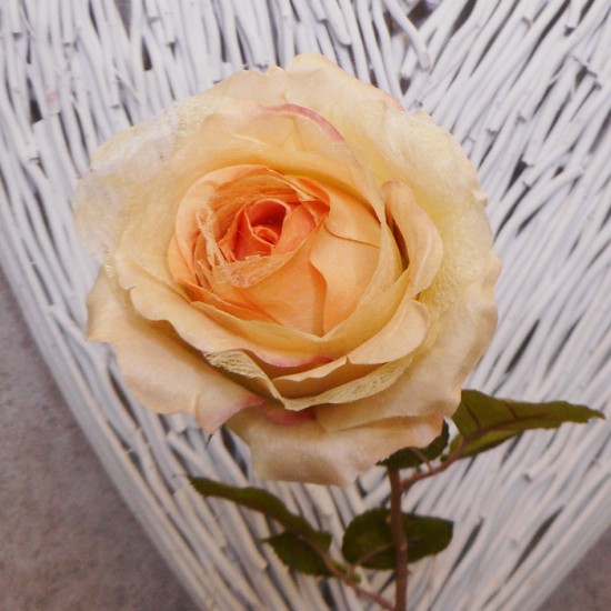 Roses Miss Havisham Peach 64cm - R516 M4