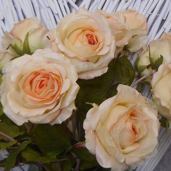 Roses Miss Havisham Peach 64cm - R516 M4