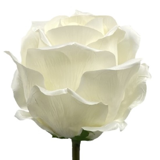 Giant Silk Rosebuds Cream 130cm | VM Display Prop - R970 Giant Silk Rosebuds Cream 130cm | VM Display Prop - R970