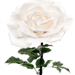 Giant Silk Roses White | VM Display Prop - R505 AA4