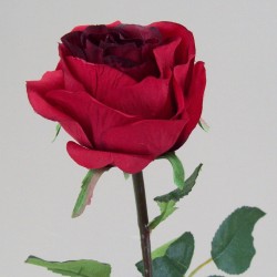 Prize Rose Red 63cm - R053a L3