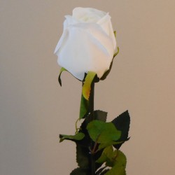 Prize Rose Bud White 62cm - R156C U4