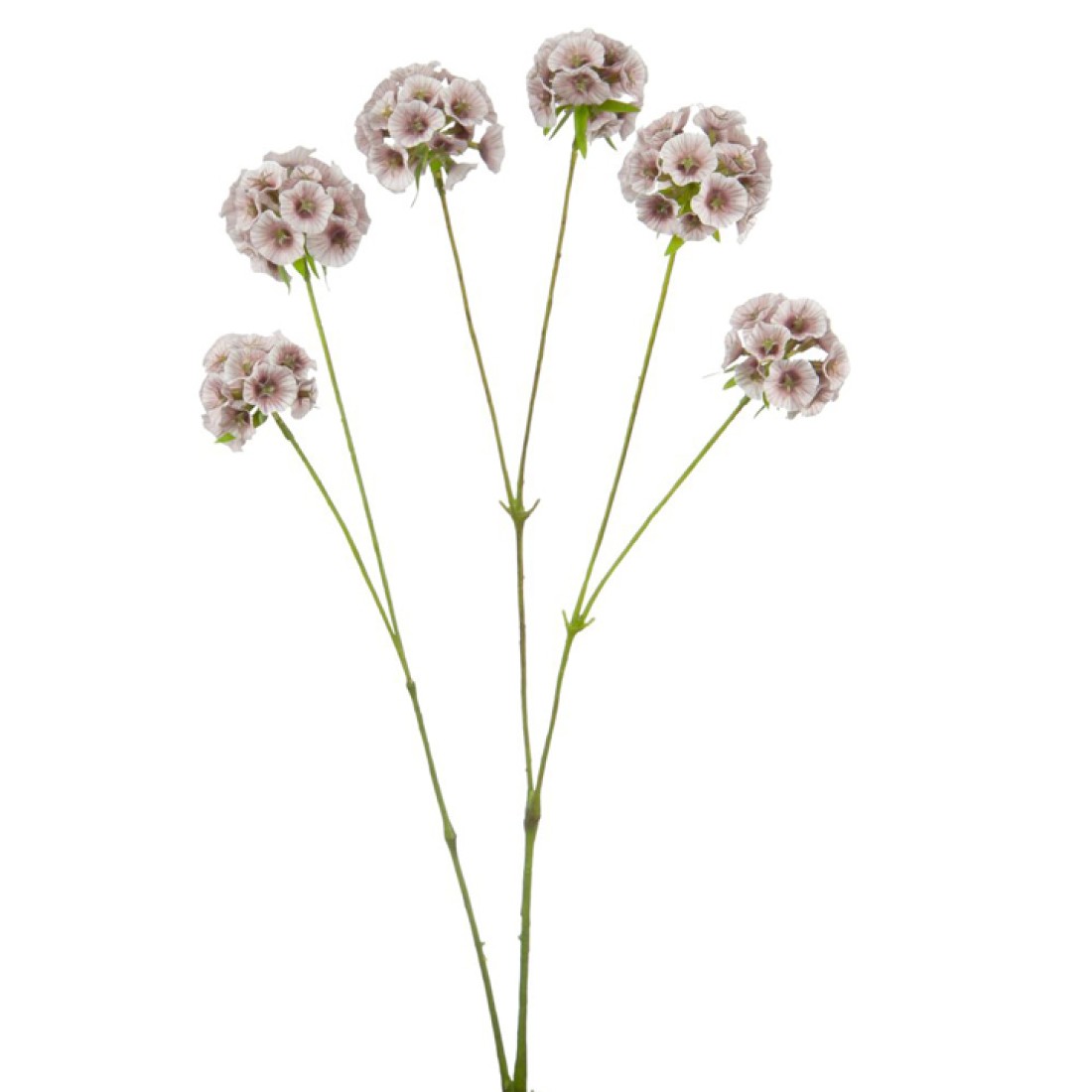 Scabiosa Stellata 'Drumstick' Pink 65cm | Artificial Flowers