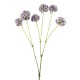 Scabiosa Stellata 'Drumstick' Purple 65cm - S123 KK1