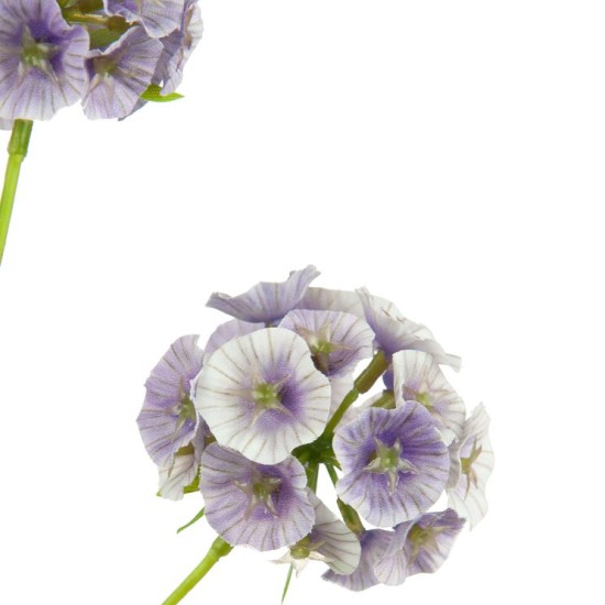 Scabiosa Stellata 'Drumstick' Purple 65cm - S123 KK1