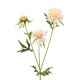 Silk Scabious Flowers Cream 72cm | Artificial Scabiosa - S094 EE3