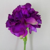 Carnations