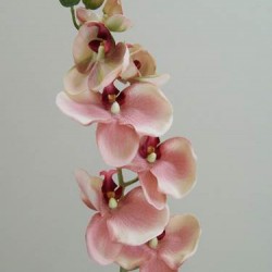 Vintage Phalaenopsis Orchids Peach 81cm - O046 K4