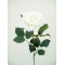 Premium Roses Ivory Cream 70cm - R014A P4