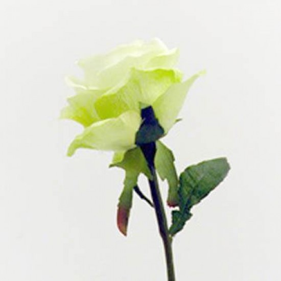 Prize Rose Green 63cm - R052 N2