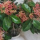 Artificial Skimmia Japonica Rubella 70cm - S054 KK2