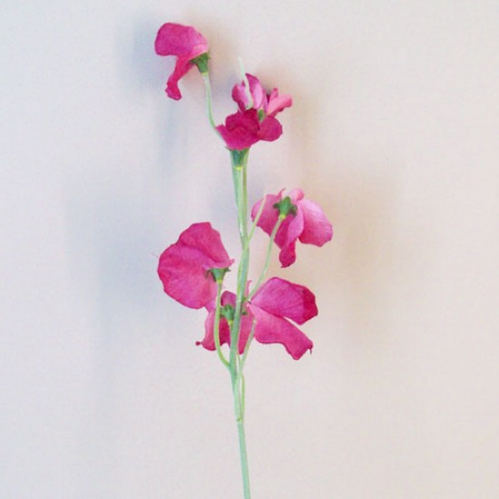 Luxury Artificial Sweet Peas Stem Dark Pink - S103 O3