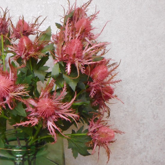 Wild Sea Holly Thistles Dark Pink 67cm - E022 FF1