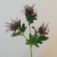 Wild Sea Holly Thistles Purple 67cm - E021 FF1