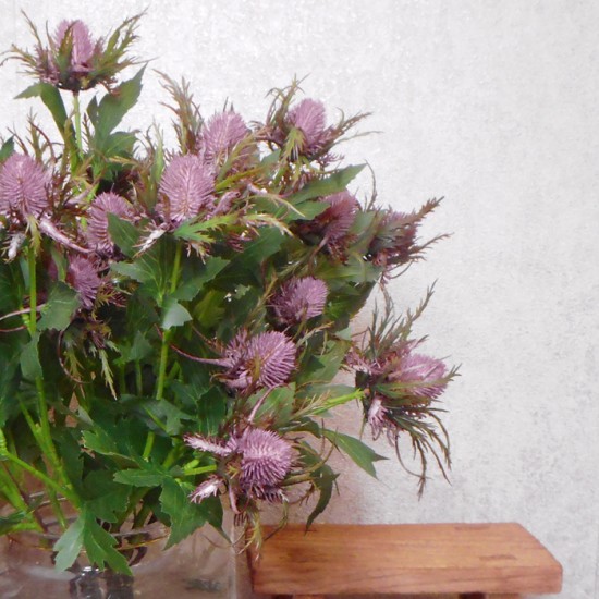 Wild Sea Holly Thistles Purple 67cm - E021 FF1