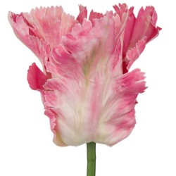 Artificial Parrot Tulips Pink 64cm  - T023 T3