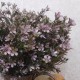 Artificial Wax Flower Plants Purple 38cm - W031 EE4