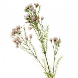 Artificial Wax Flowers Blush Pink 78cm - W036 T2