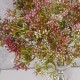 Short Stem Artificial Wax Flower Buds Mulberry 36cm - W067 S4
