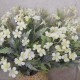 Artificial Campion Flowers Cream 59cm - C061 I2