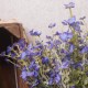 Artificial Wild Flower Plants Blue 62cm - W001 T1