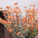 Artificial Wild Flower Plants Orange 62cm - W008 N1