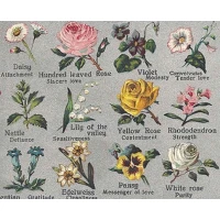 Flower Meanings