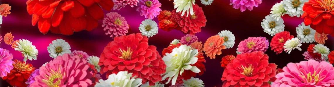 Flower of the Year 2017 = Zinnias