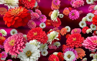 Flower of the Year 2017 = Zinnias