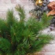 Artificial Mountain Spruce Branch 52.5cm 12 tips -  X22012 BAY1B