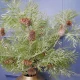 Glitter Christmas Cypress Spray with Fir Cones 32cm - X22017 