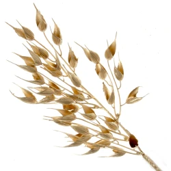 Metallic Barley Husk Gold 40cm - X22014 BAY2D