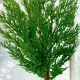Real Touch Cedar Pine Stem 61cm - X25047 BAY 3A